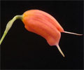 Flower, Side View